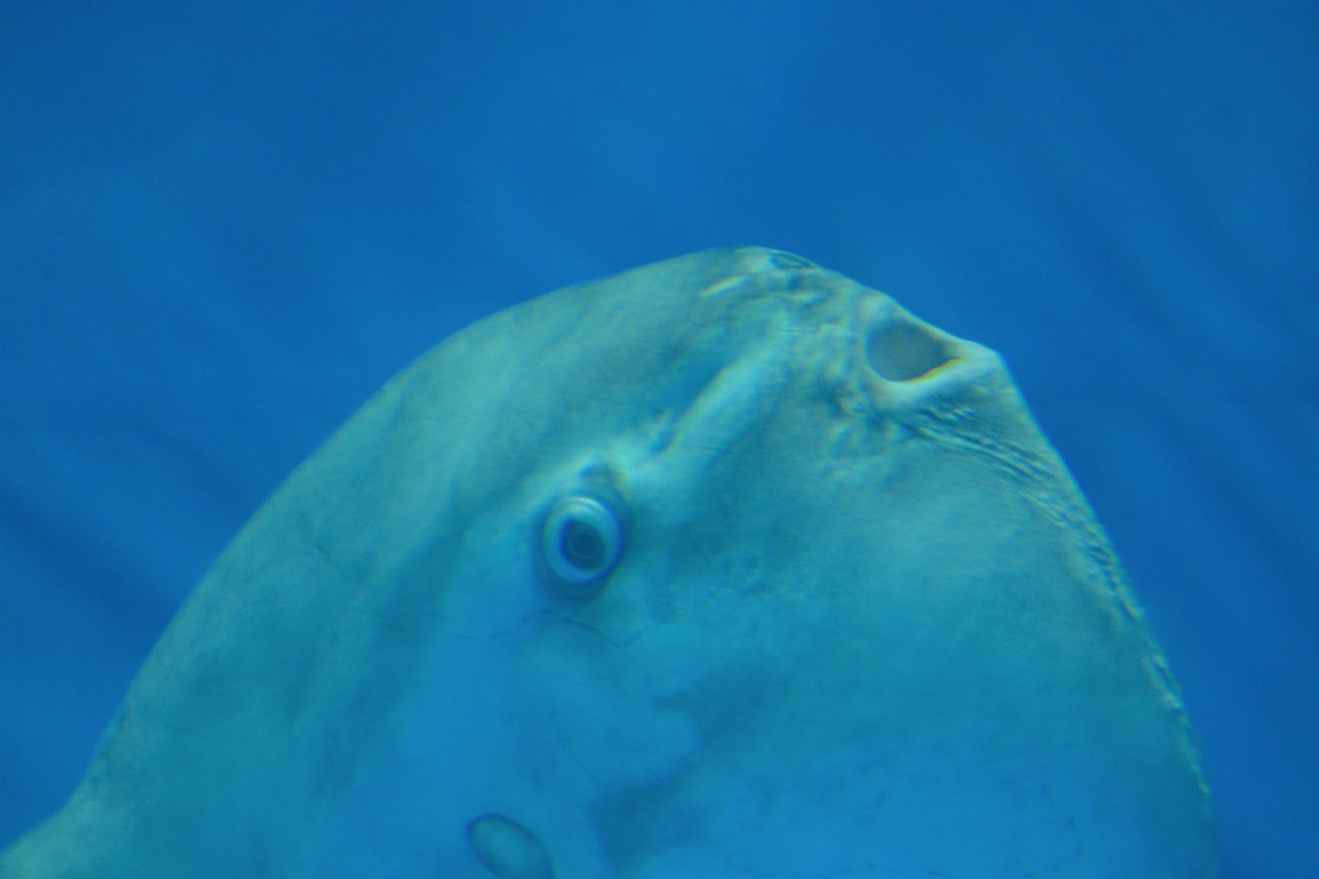 f:id:masatdm1951:20200904222647j:plain