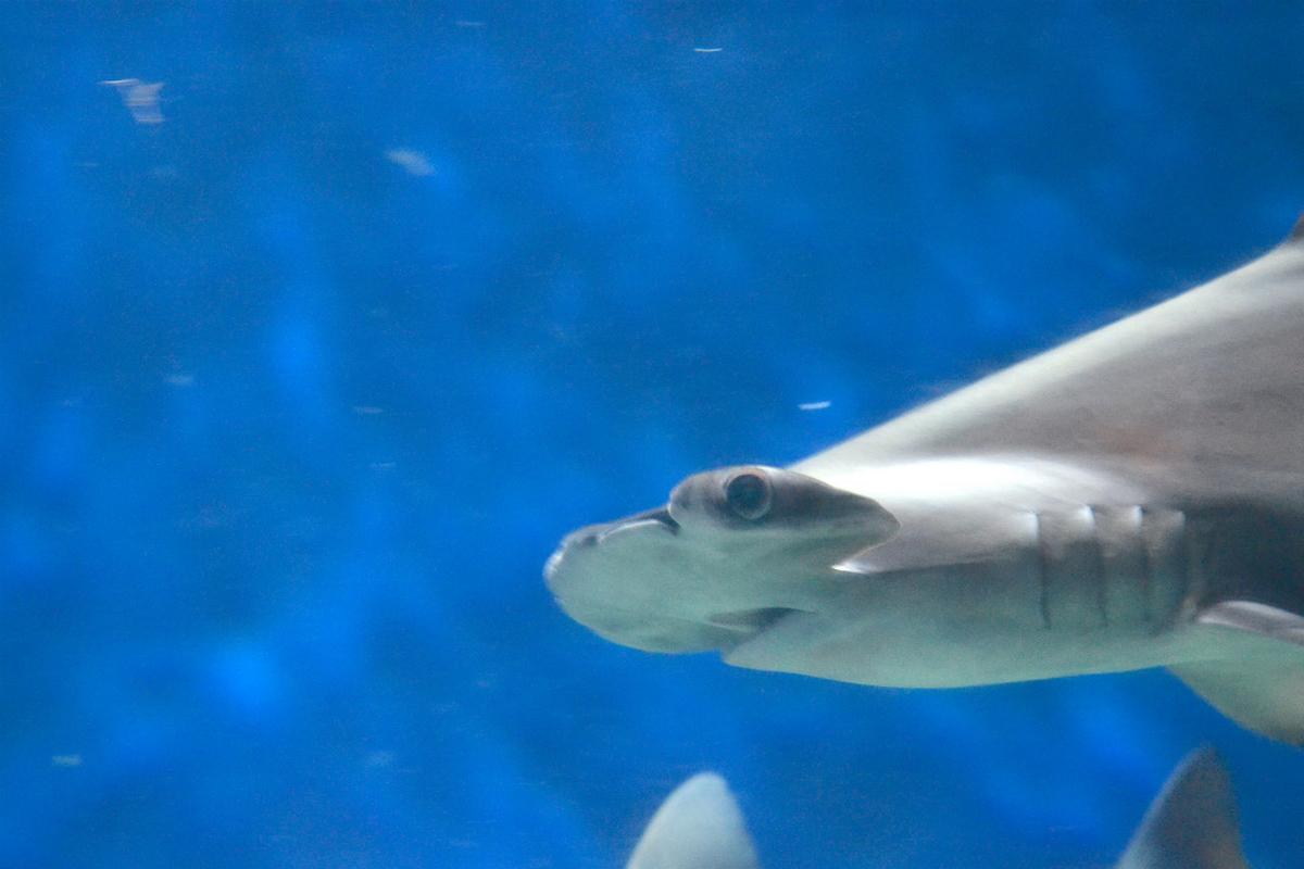 f:id:masatdm1951:20200904222710j:plain