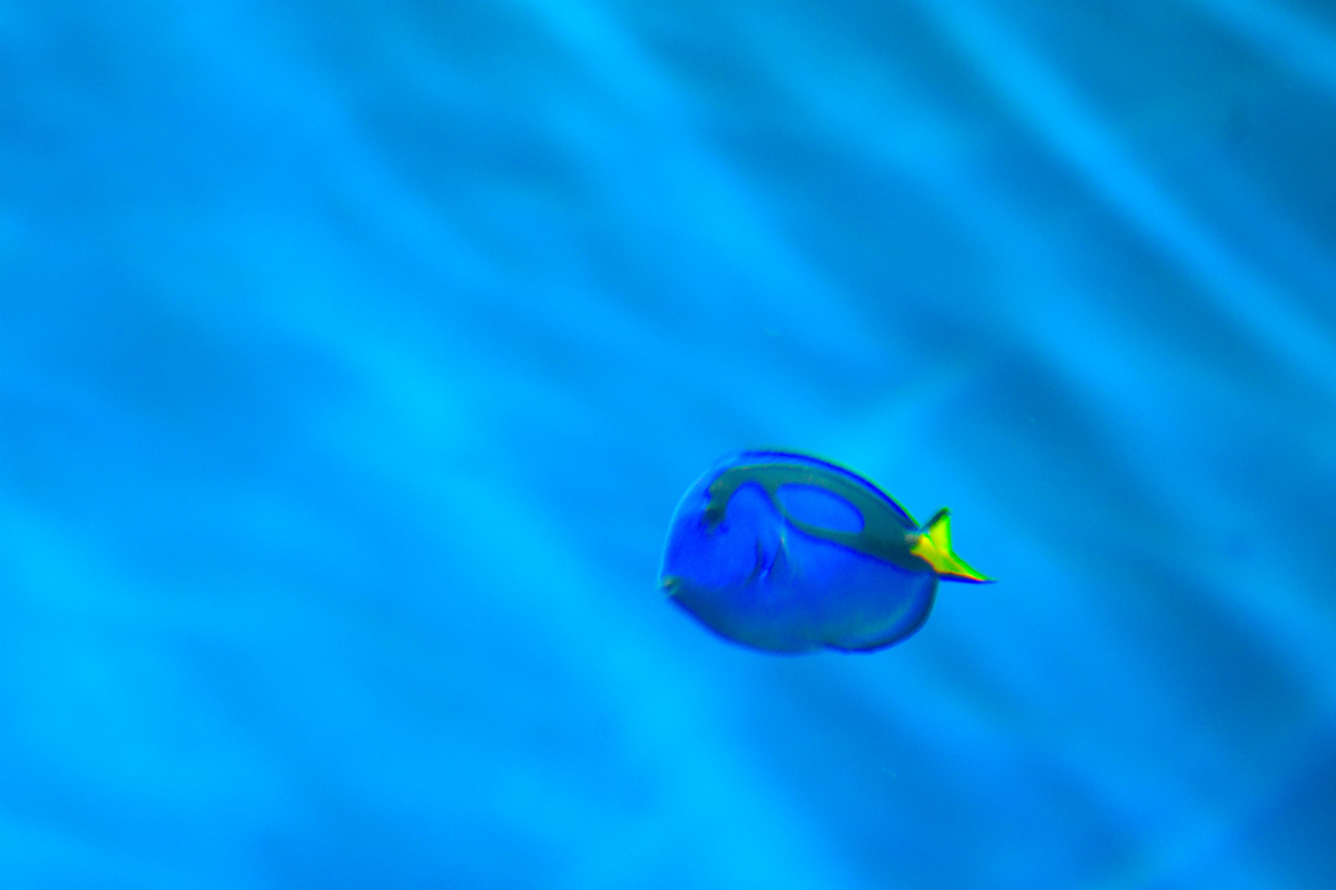 f:id:masatdm1951:20200904222732j:plain