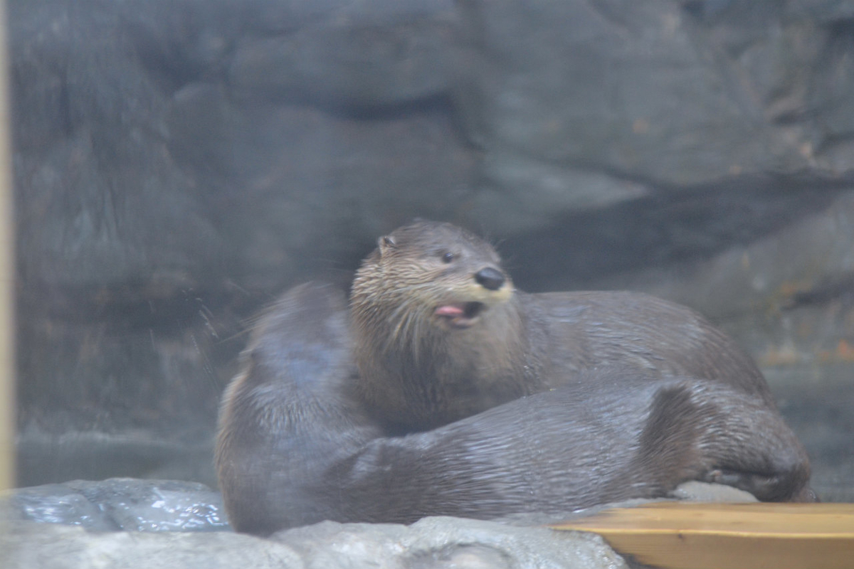 f:id:masatdm1951:20200904222847j:plain