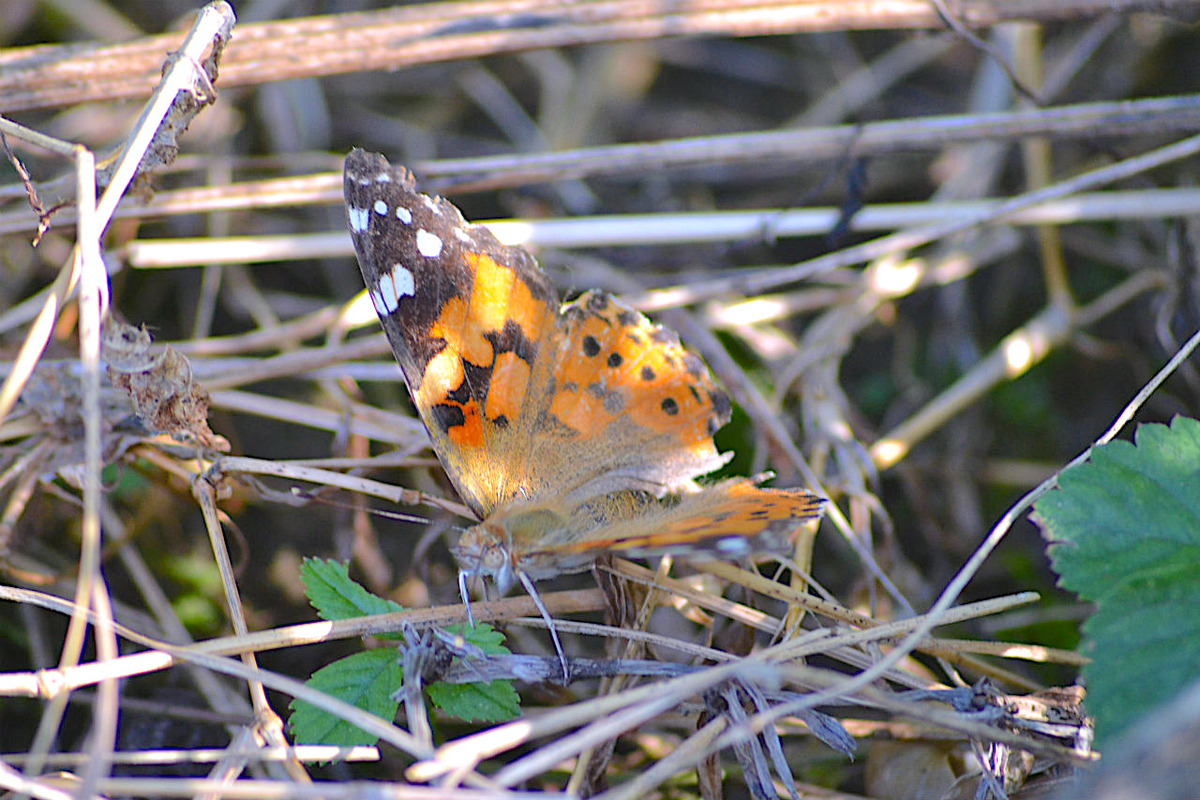 f:id:masatdm1951:20200911162221j:plain