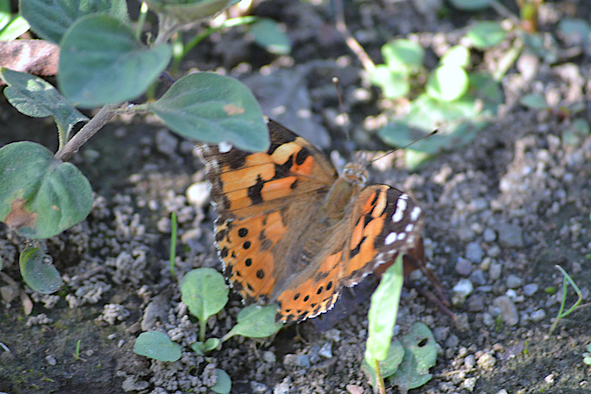 f:id:masatdm1951:20200911162254j:plain