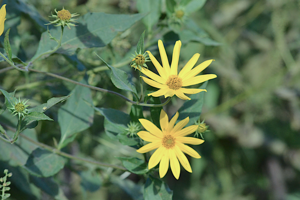 f:id:masatdm1951:20200911162258j:plain