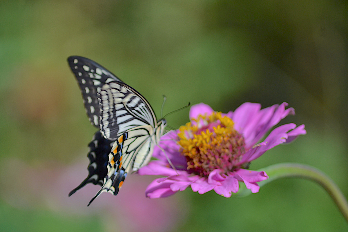 f:id:masatdm1951:20200911162338j:plain