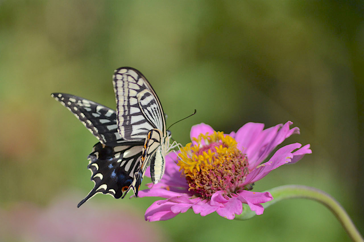 f:id:masatdm1951:20200911162405j:plain