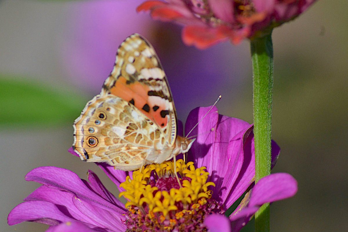 f:id:masatdm1951:20200911215859j:plain