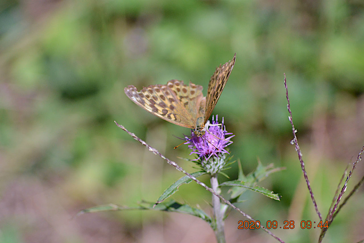 f:id:masatdm1951:20200928214456j:plain f:id:masatdm1951:20200928214456j:plain