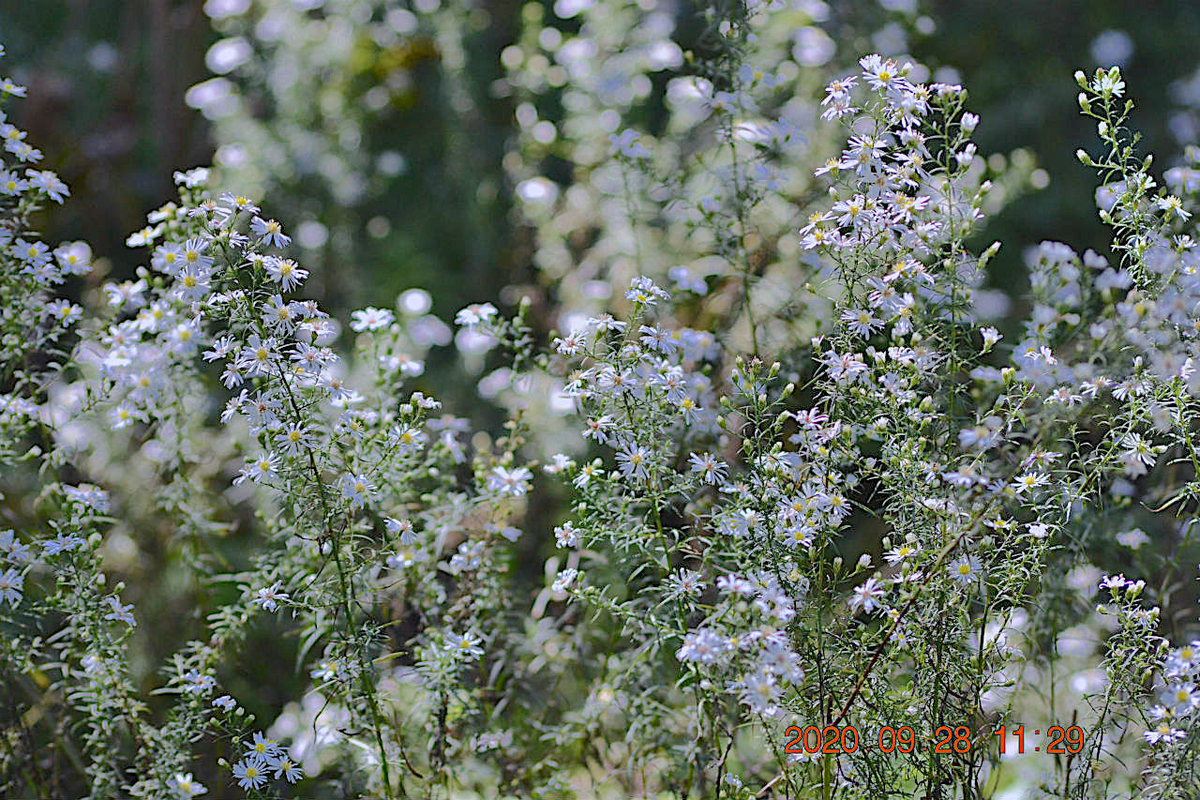 f:id:masatdm1951:20200928214610j:plain f:id:masatdm1951:20200928214610j:plain