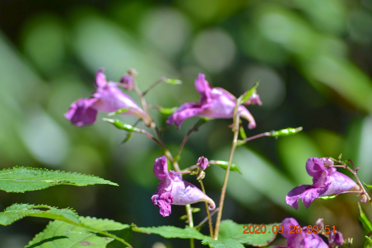 f:id:masatdm1951:20200928214616j:plain f:id:masatdm1951:20200928214616j:plain