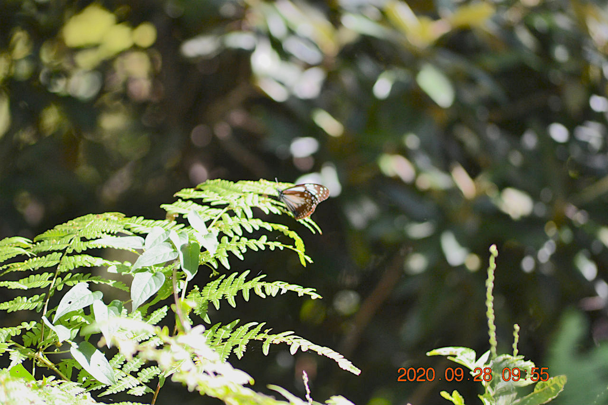 f:id:masatdm1951:20200928214635j:plain f:id:masatdm1951:20200928214635j:plain