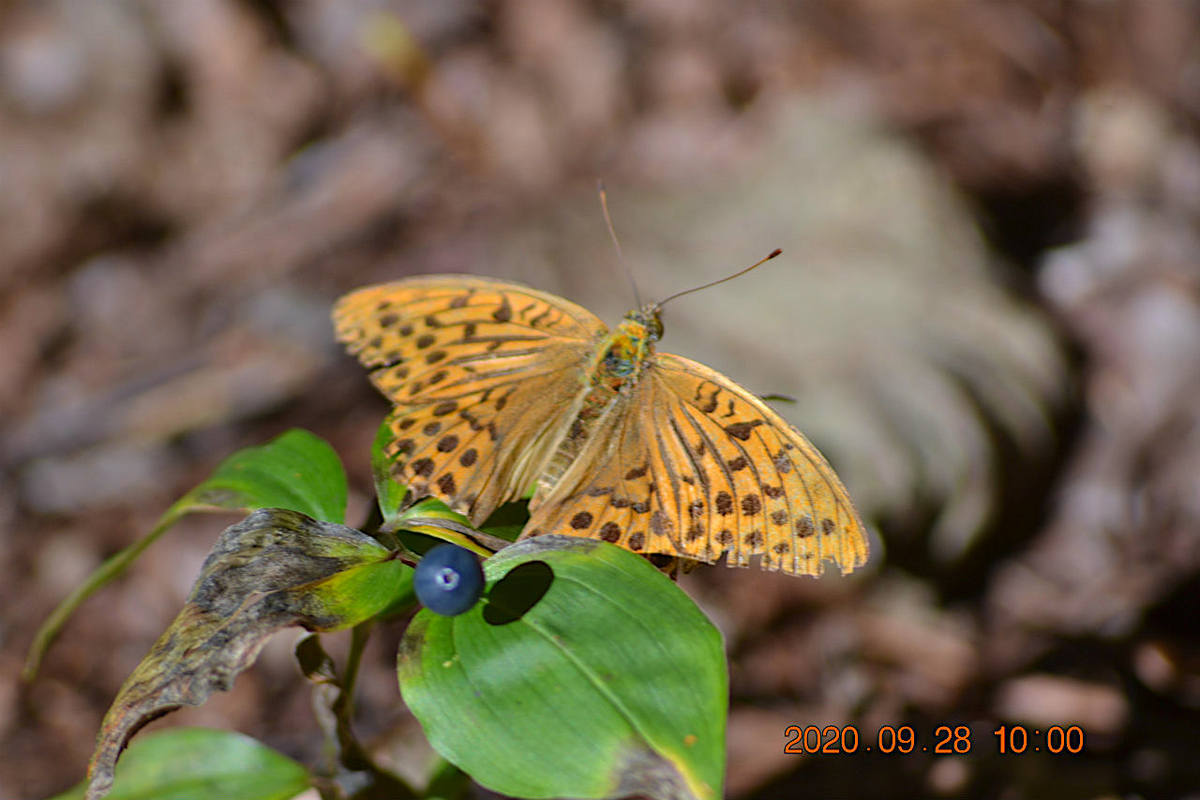 f:id:masatdm1951:20200928214910j:plain f:id:masatdm1951:20200928214910j:plain