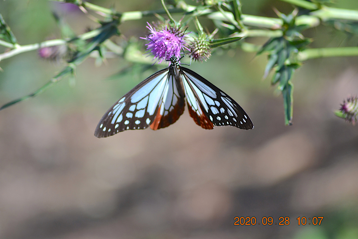 f:id:masatdm1951:20200928215519j:plain f:id:masatdm1951:20200928215519j:plain