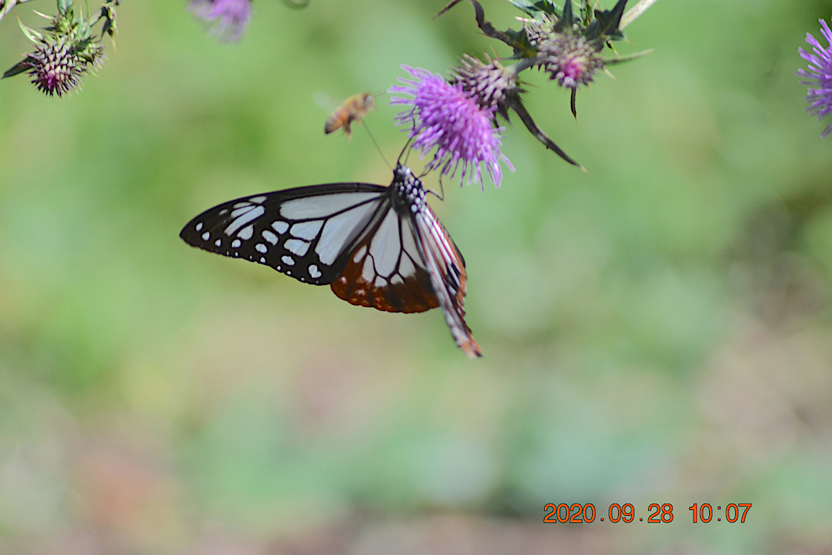 f:id:masatdm1951:20200928215533j:plain f:id:masatdm1951:20200928215533j:plain