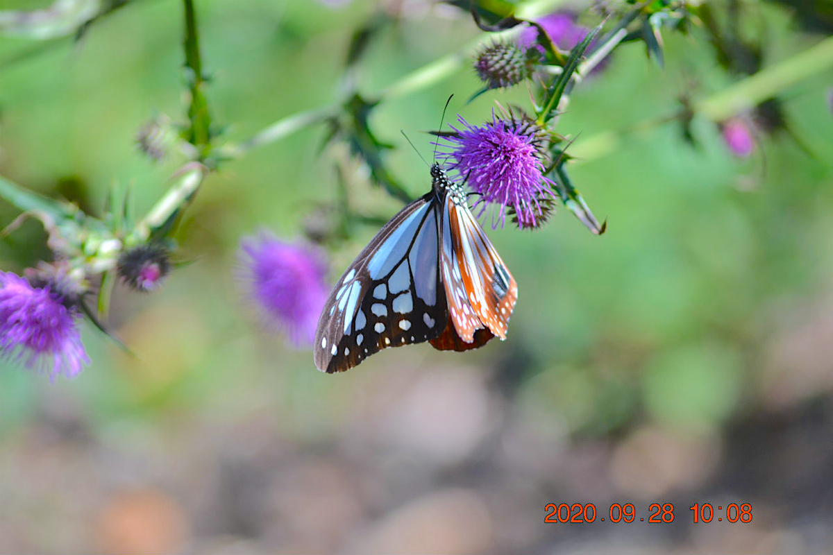 f:id:masatdm1951:20200928215606j:plain f:id:masatdm1951:20200928215606j:plain