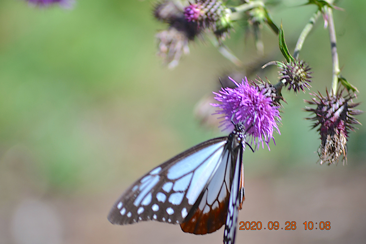 f:id:masatdm1951:20200928215625j:plain f:id:masatdm1951:20200928215625j:plain