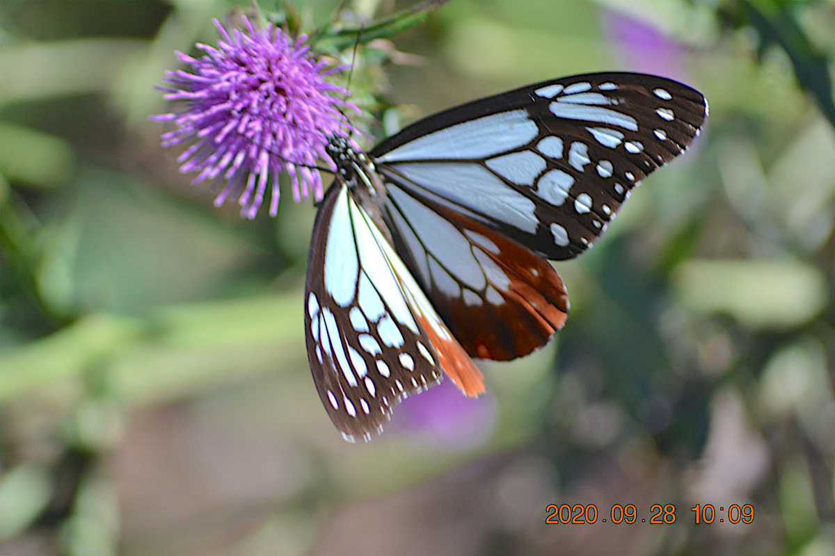 f:id:masatdm1951:20200928215802j:plain f:id:masatdm1951:20200928215802j:plain