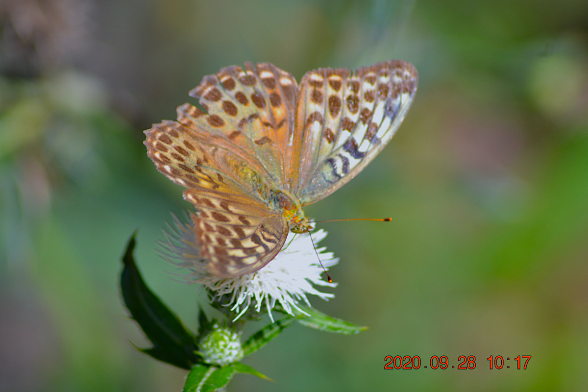 f:id:masatdm1951:20200928215928j:plain f:id:masatdm1951:20200928215928j:plain