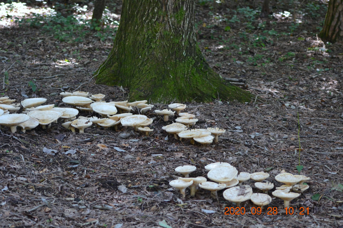 f:id:masatdm1951:20200928215931j:plain f:id:masatdm1951:20200928215931j:plain