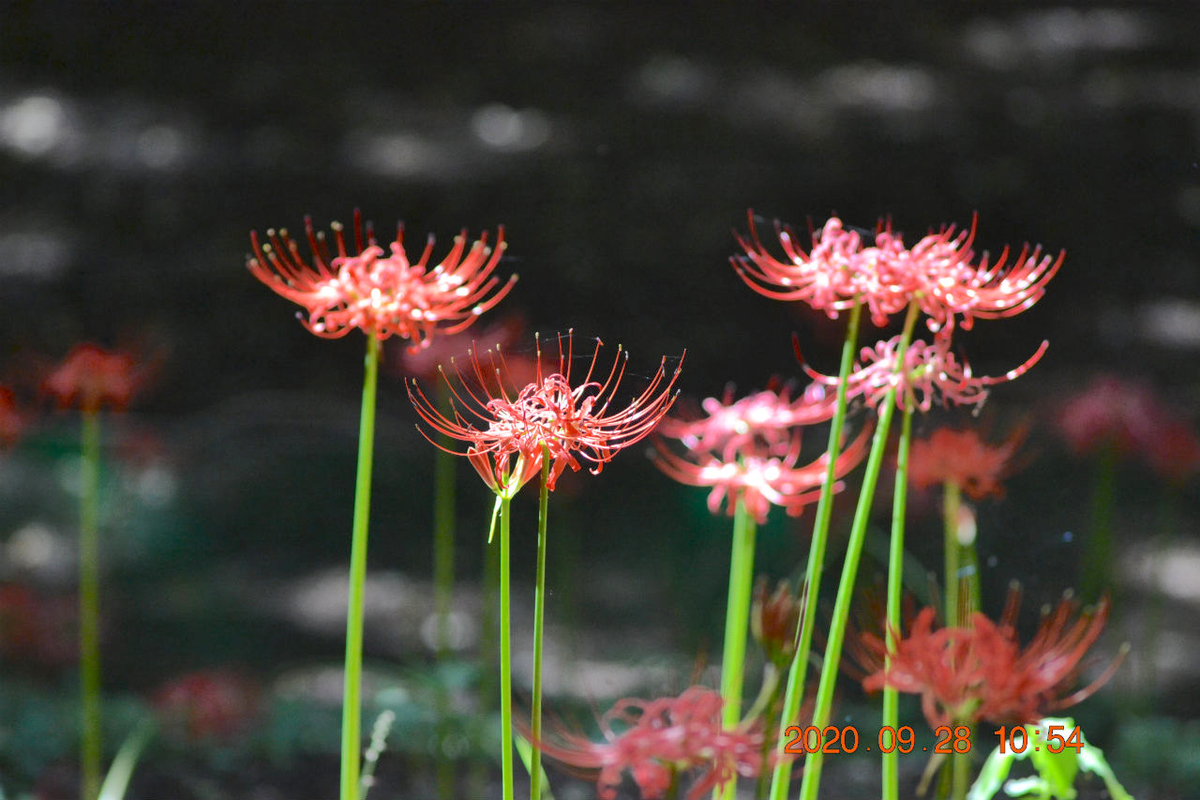 f:id:masatdm1951:20200928215944j:plain f:id:masatdm1951:20200928215944j:plain