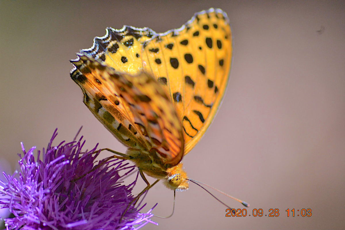 f:id:masatdm1951:20200928220008j:plain f:id:masatdm1951:20200928220008j:plain