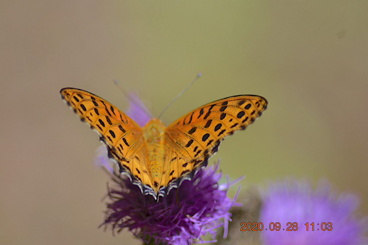 f:id:masatdm1951:20200928220036j:plain f:id:masatdm1951:20200928220036j:plain