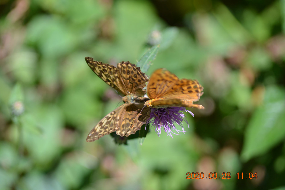 f:id:masatdm1951:20200928220126j:plain f:id:masatdm1951:20200928220126j:plain