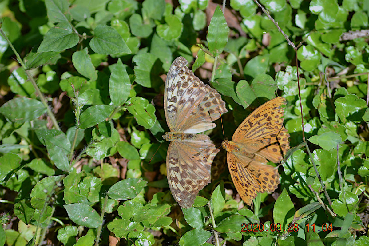 f:id:masatdm1951:20200928220139j:plain f:id:masatdm1951:20200928220139j:plain