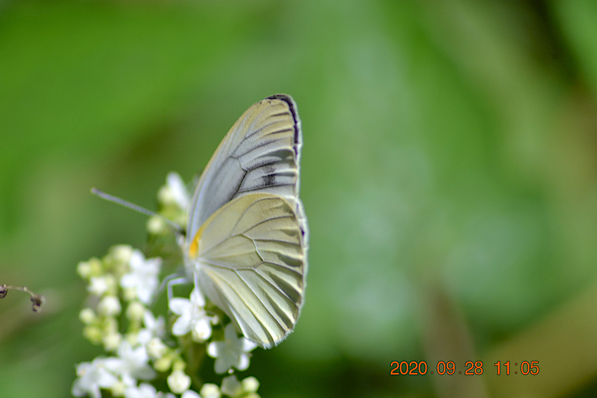 f:id:masatdm1951:20200928220157j:plain f:id:masatdm1951:20200928220157j:plain