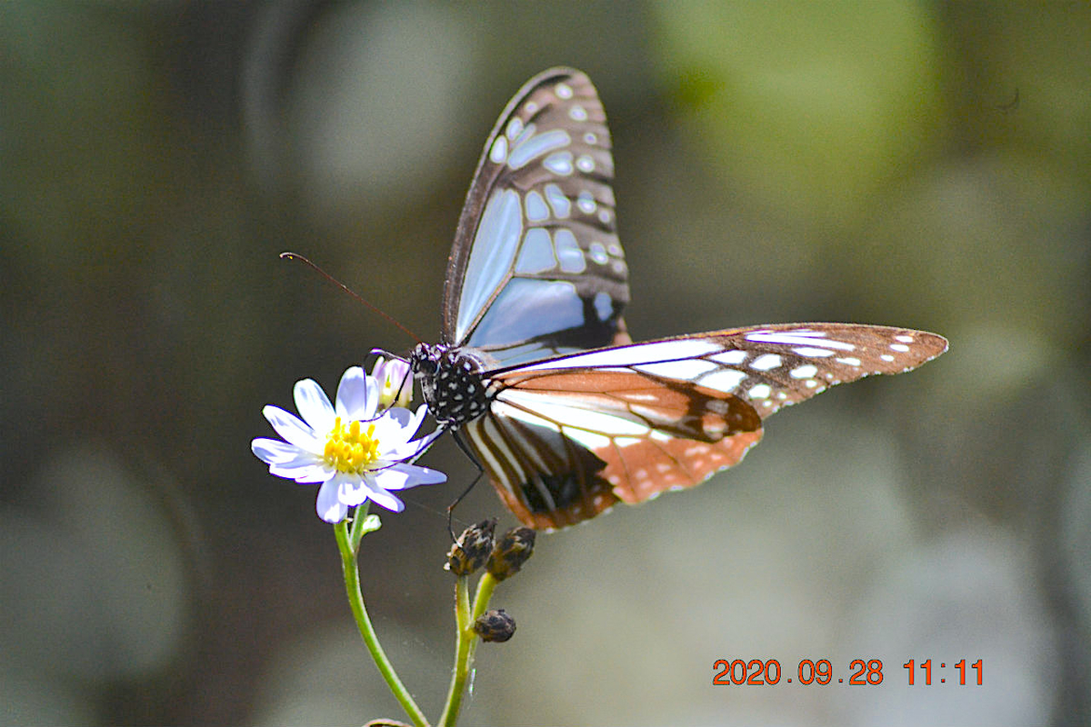 f:id:masatdm1951:20200928220221j:plain f:id:masatdm1951:20200928220221j:plain