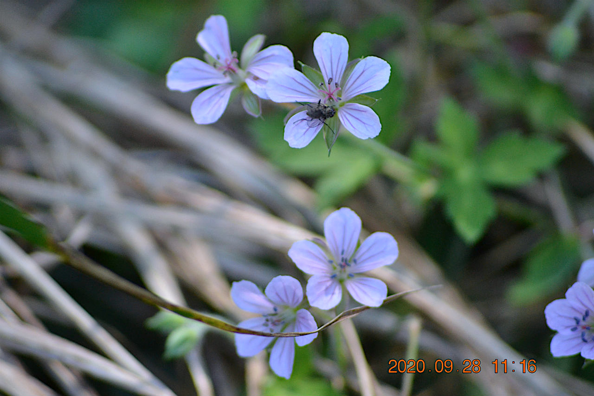 f:id:masatdm1951:20200928220329j:plain f:id:masatdm1951:20200928220329j:plain