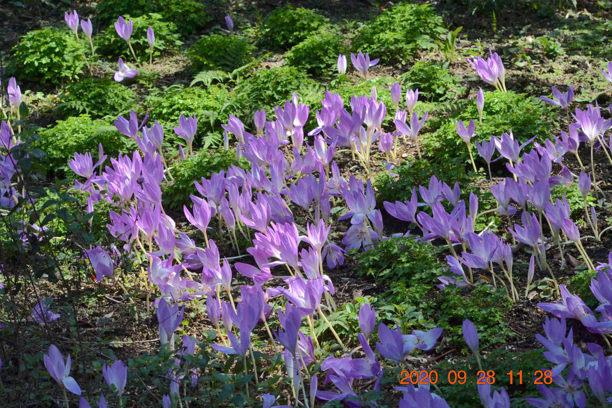 f:id:masatdm1951:20200928220401j:plain f:id:masatdm1951:20200928220401j:plain