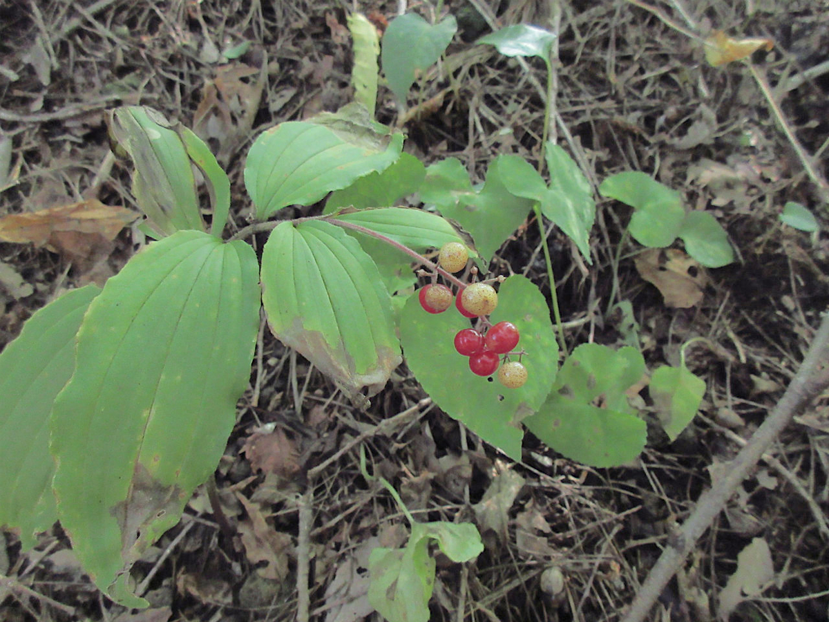 f:id:masatdm1951:20200928220459j:plain f:id:masatdm1951:20200928220459j:plain