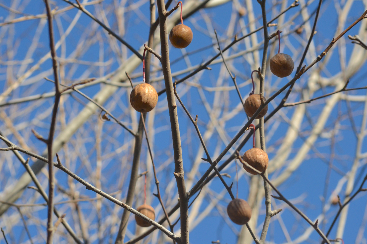 f:id:masatdm1951:20201214215719j:plain