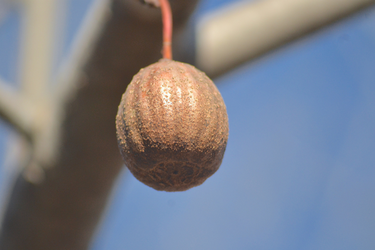 f:id:masatdm1951:20201214215723j:plain