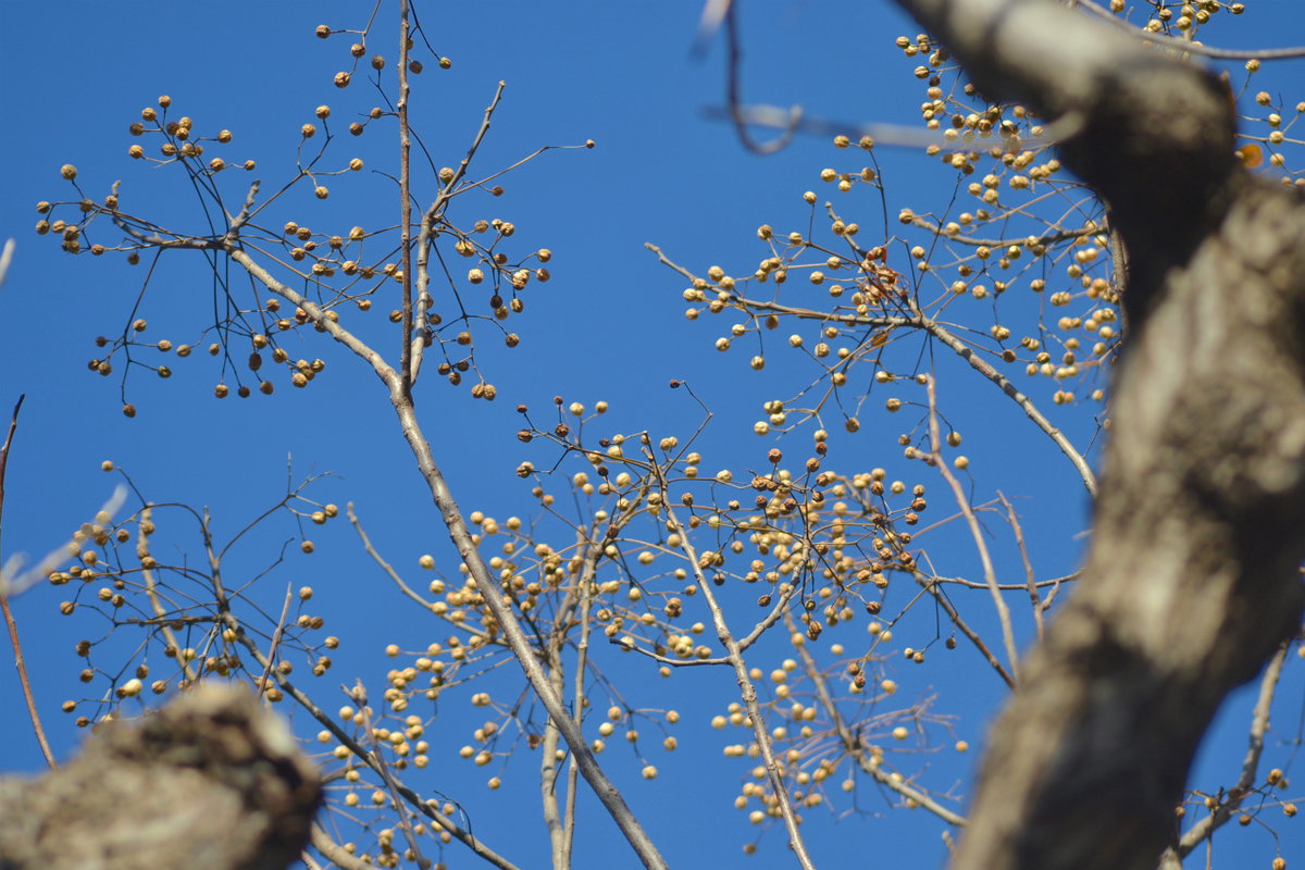 f:id:masatdm1951:20201214215741j:plain