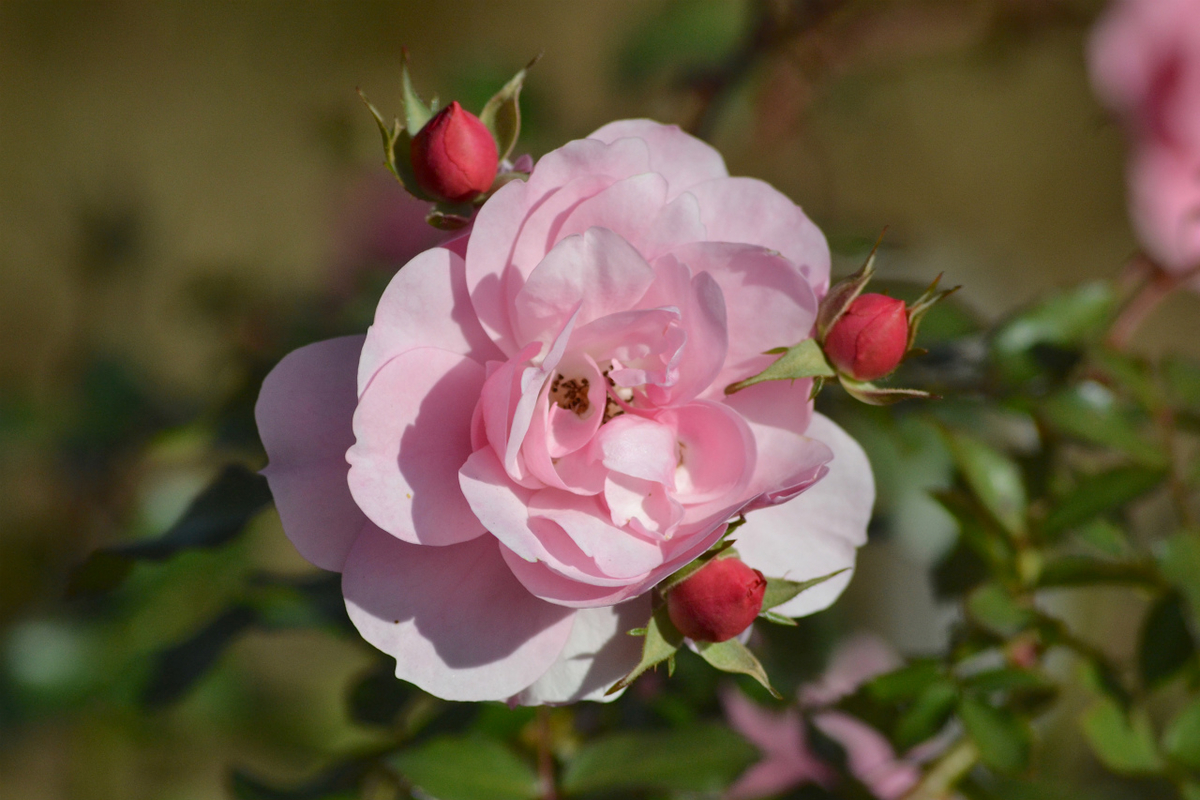 f:id:masatdm1951:20201214215809j:plain