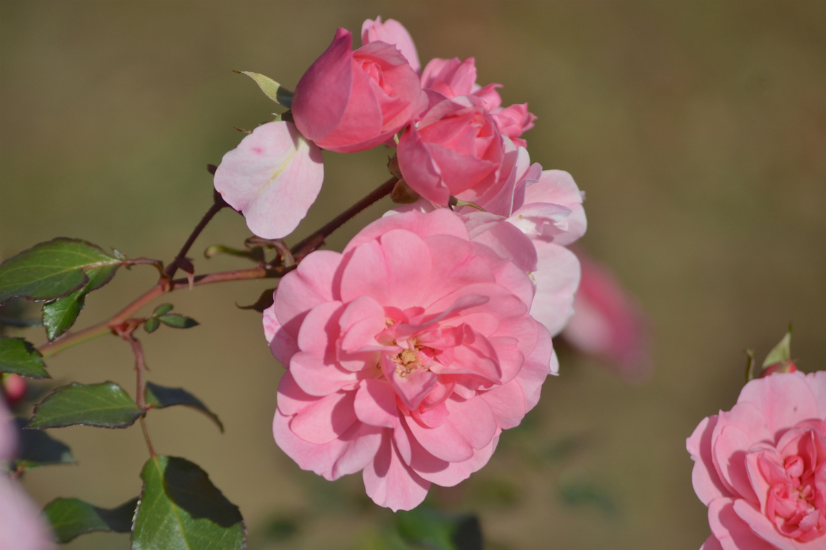 f:id:masatdm1951:20201214215821j:plain