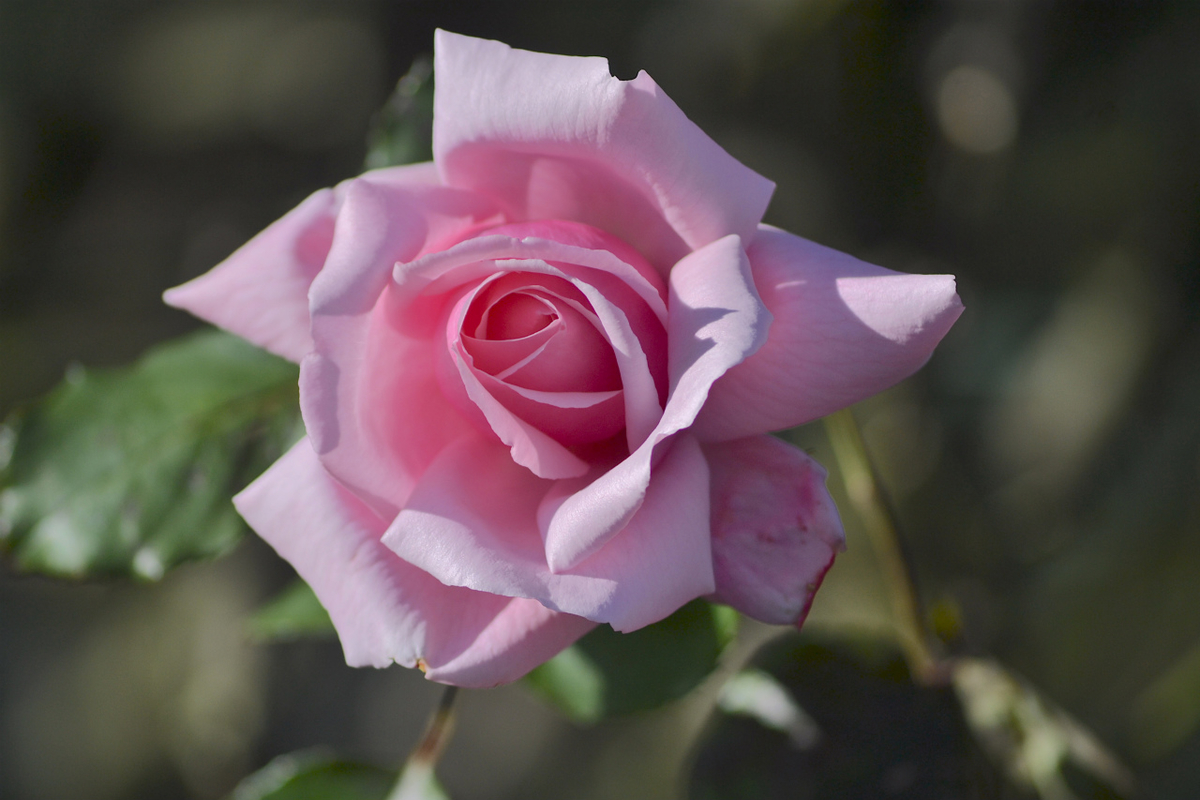 f:id:masatdm1951:20201214215832j:plain