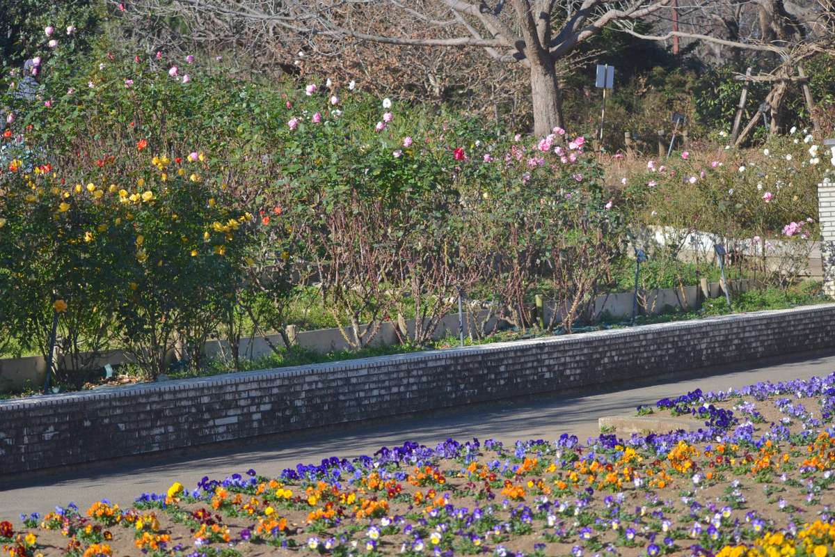 f:id:masatdm1951:20201214215927j:plain