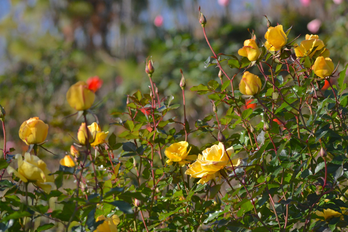 f:id:masatdm1951:20201214220003j:plain