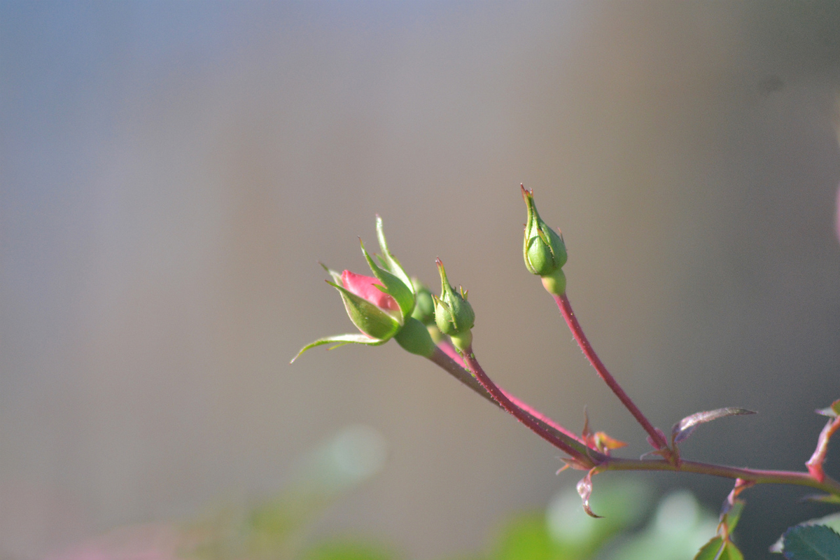 f:id:masatdm1951:20201214220014j:plain