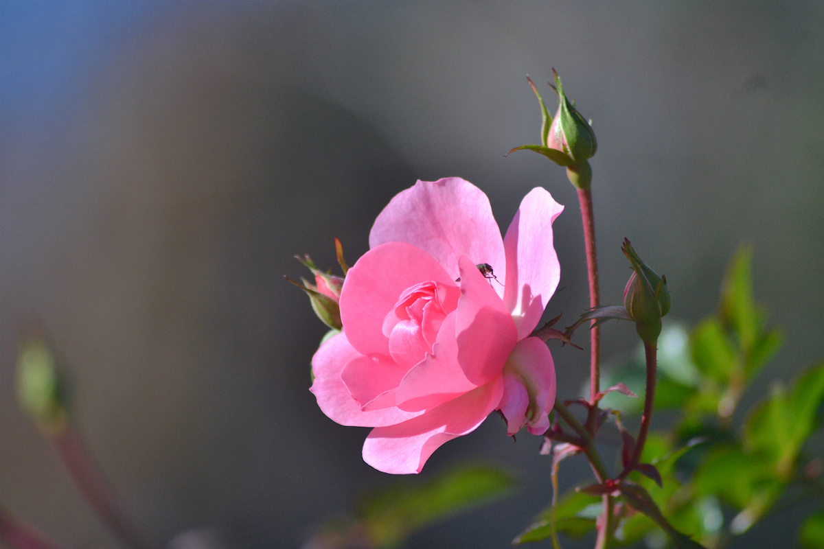 f:id:masatdm1951:20201214220019j:plain