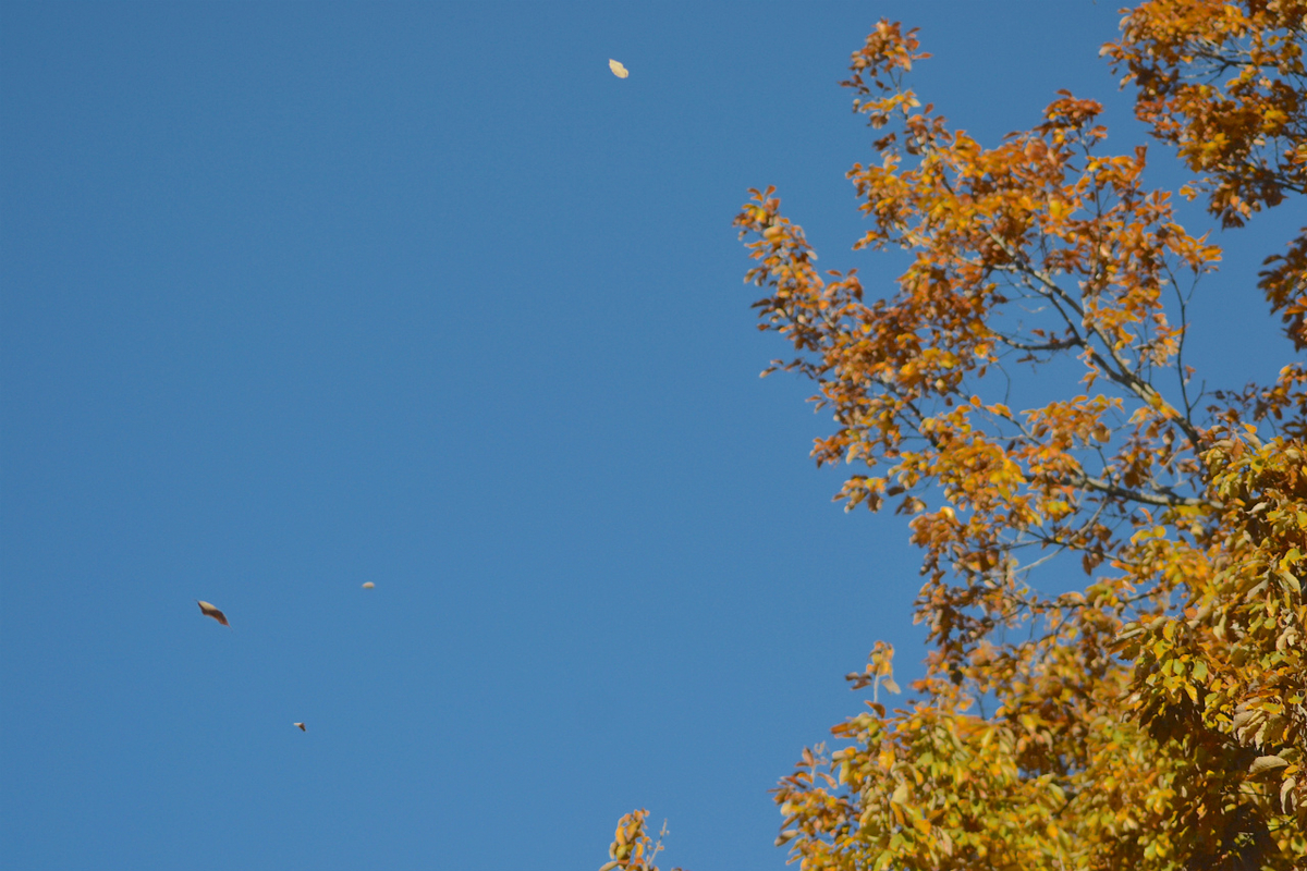 f:id:masatdm1951:20201214220025j:plain