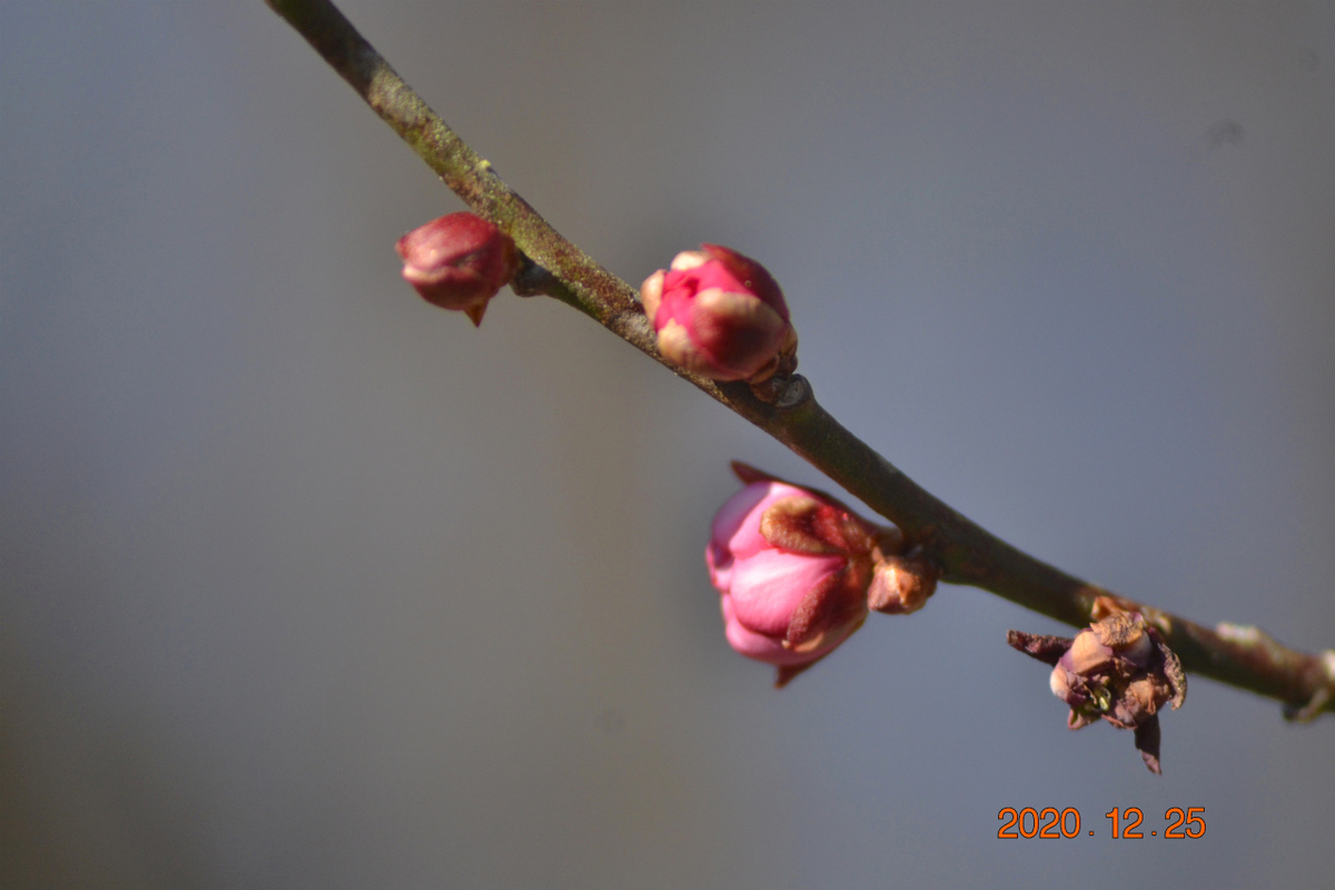 f:id:masatdm1951:20201225225339j:plain