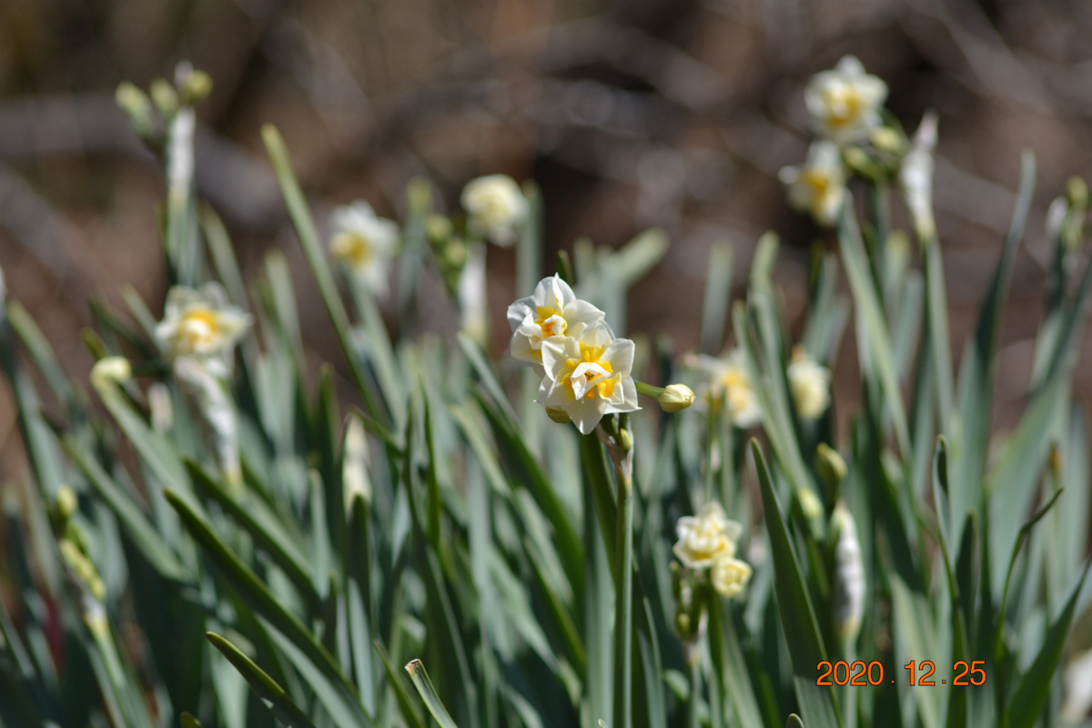 f:id:masatdm1951:20201225225345j:plain