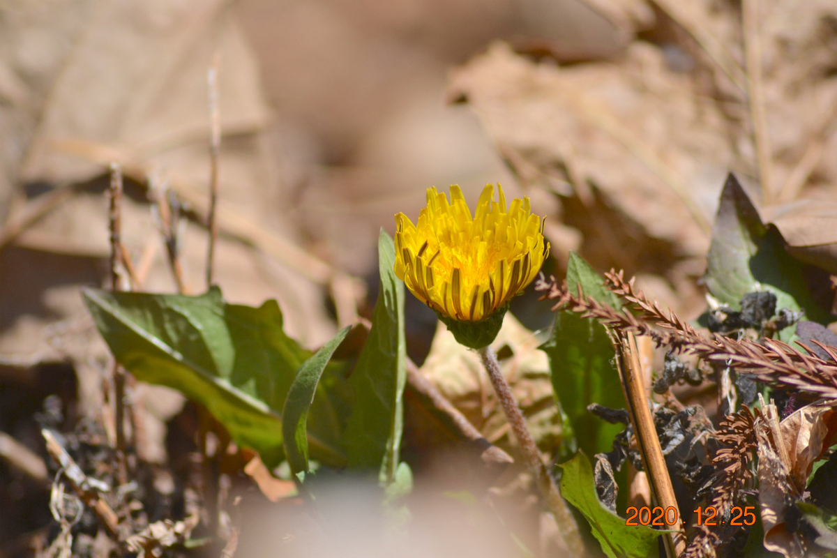 f:id:masatdm1951:20201225225412j:plain