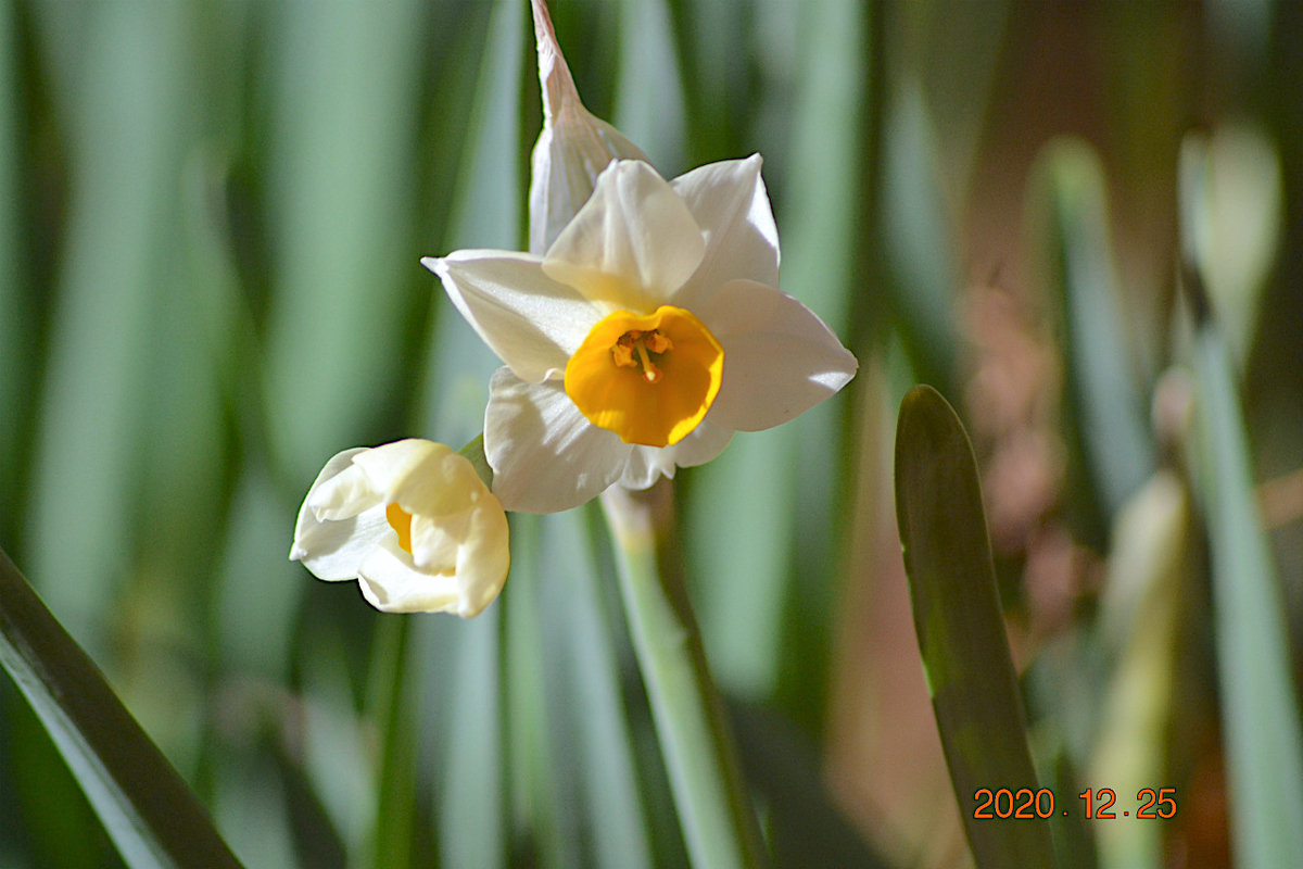 f:id:masatdm1951:20201225225420j:plain