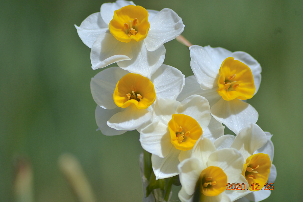 f:id:masatdm1951:20201225225444j:plain