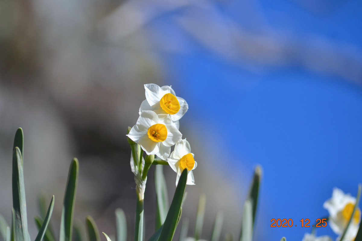 f:id:masatdm1951:20201225225449j:plain