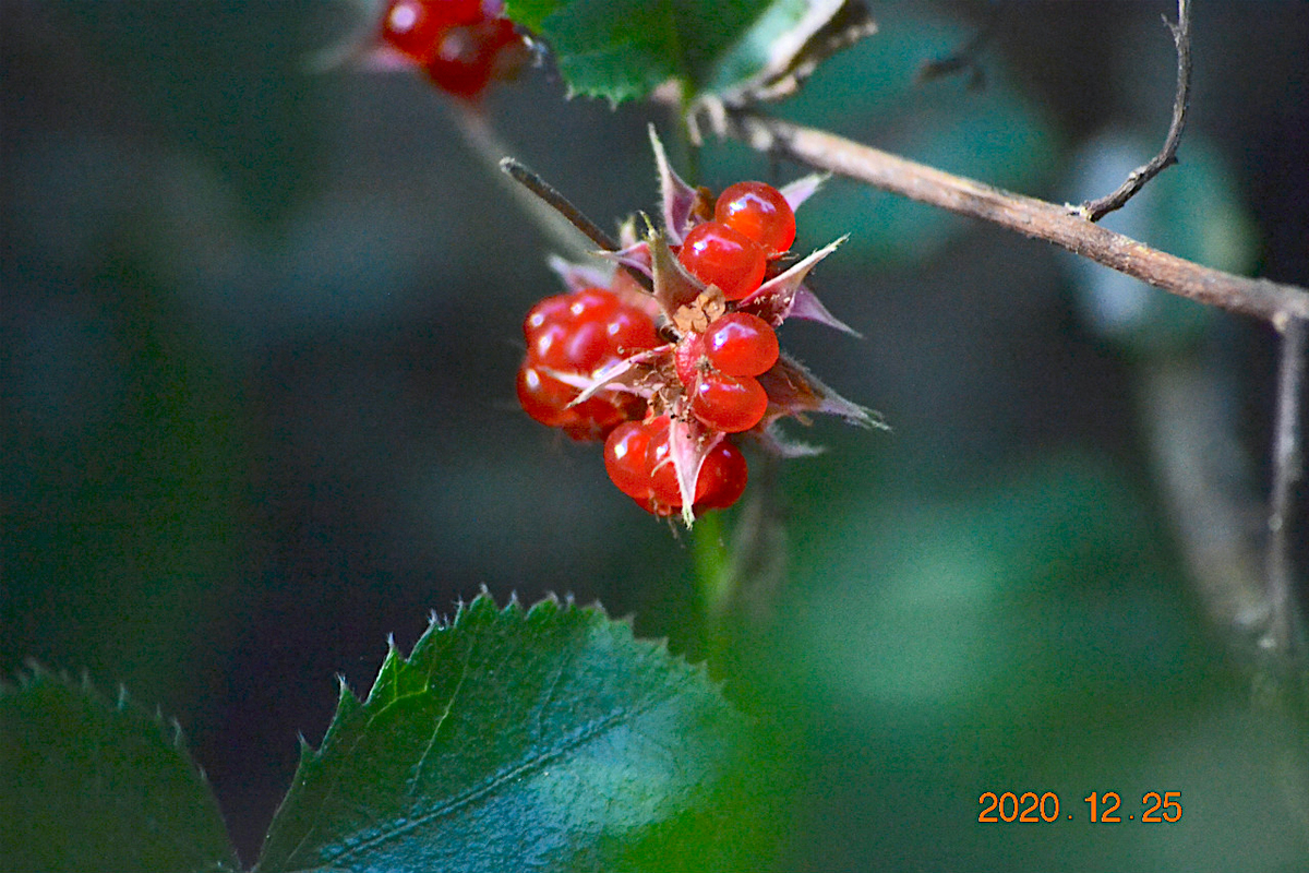 f:id:masatdm1951:20201225225456j:plain